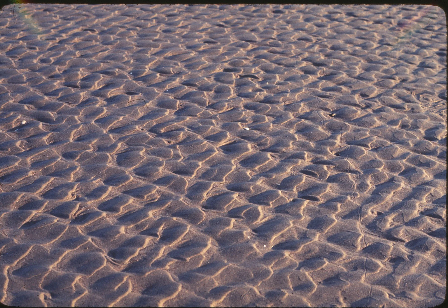 Bolinas Sand Natural.jpg