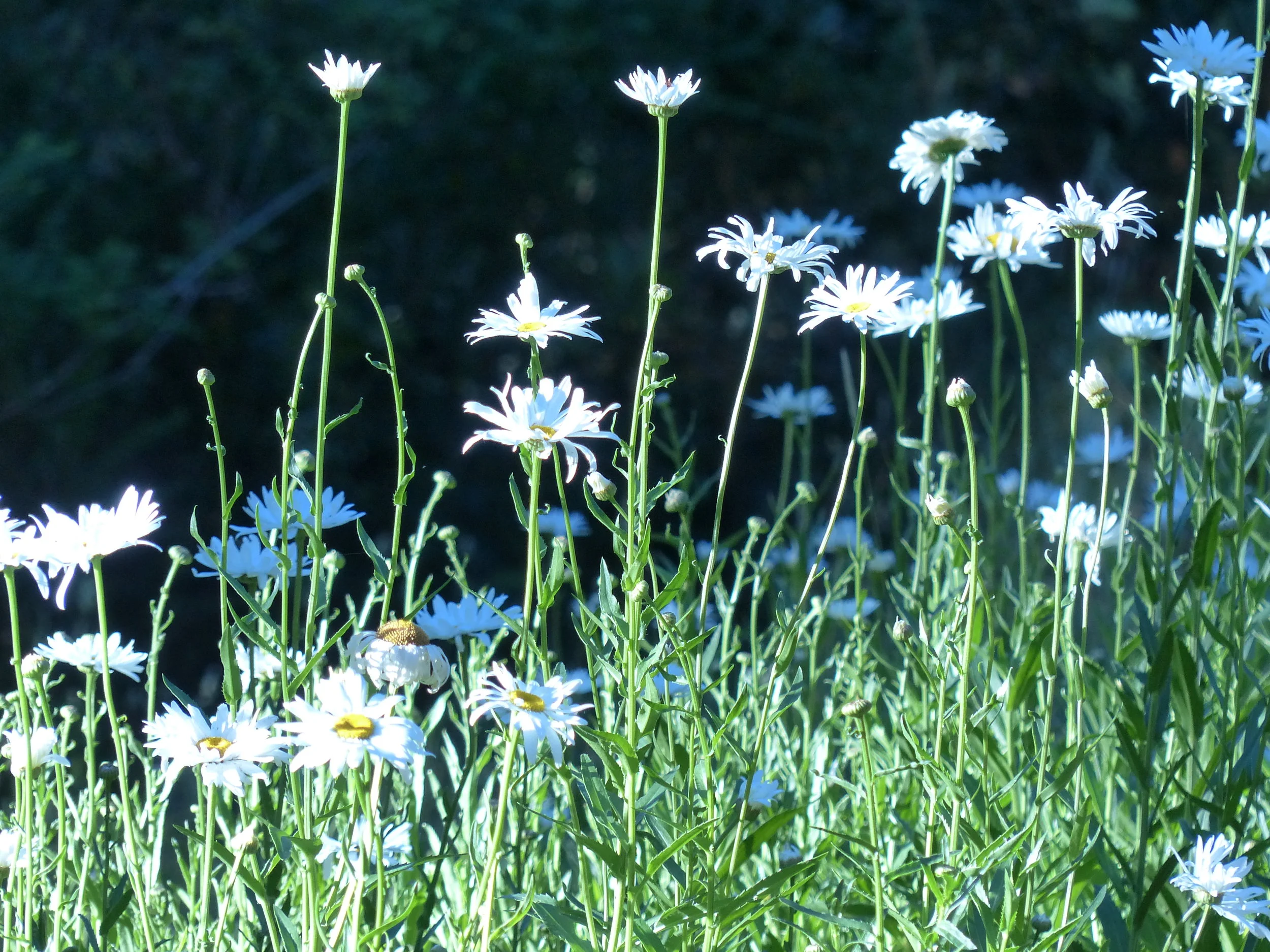  No Agapanthus, no Gladiolas 