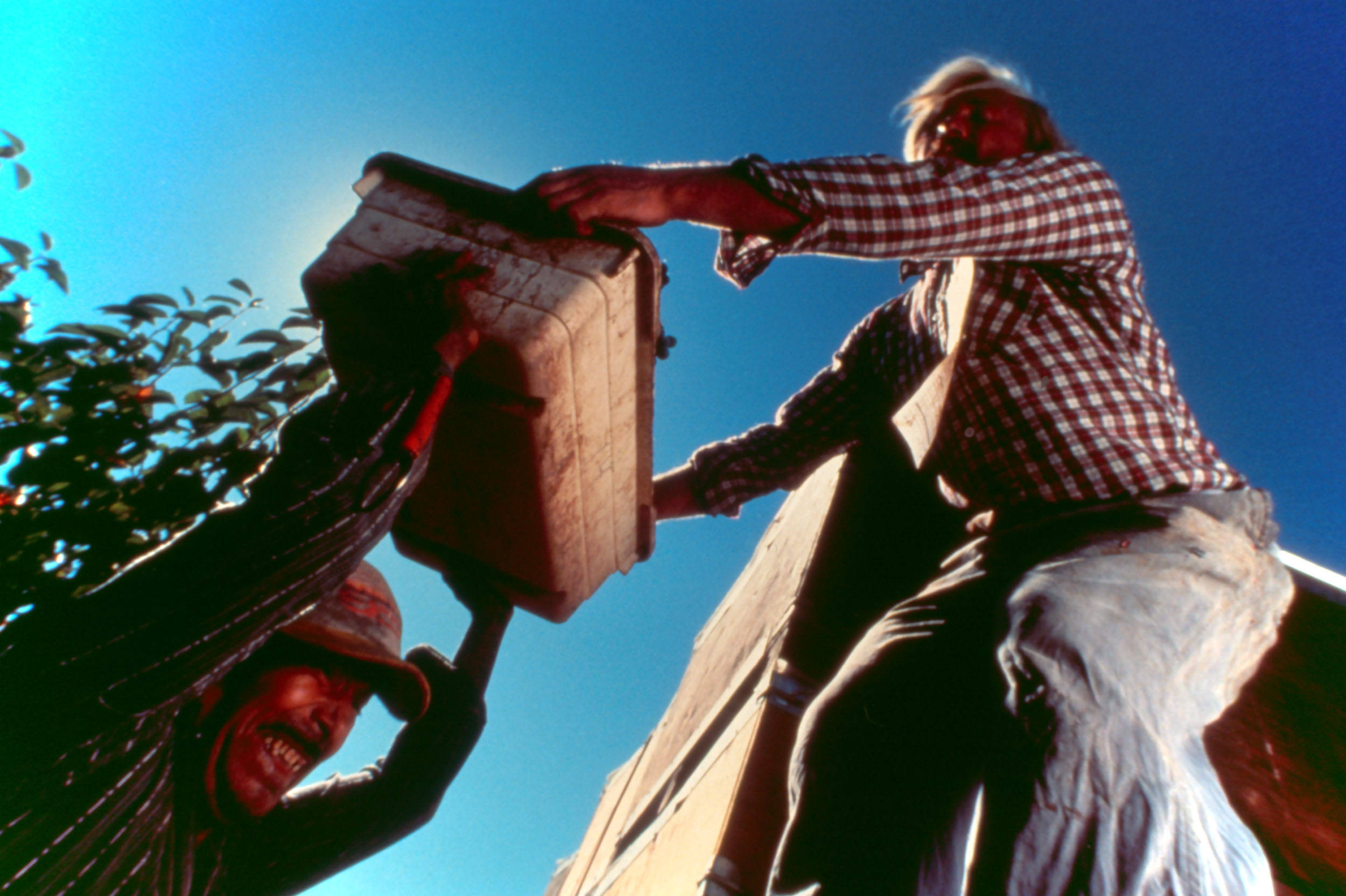 Harvesting Carignane wine grapes on the Sozzoni Vineyard, Ukiah, CA