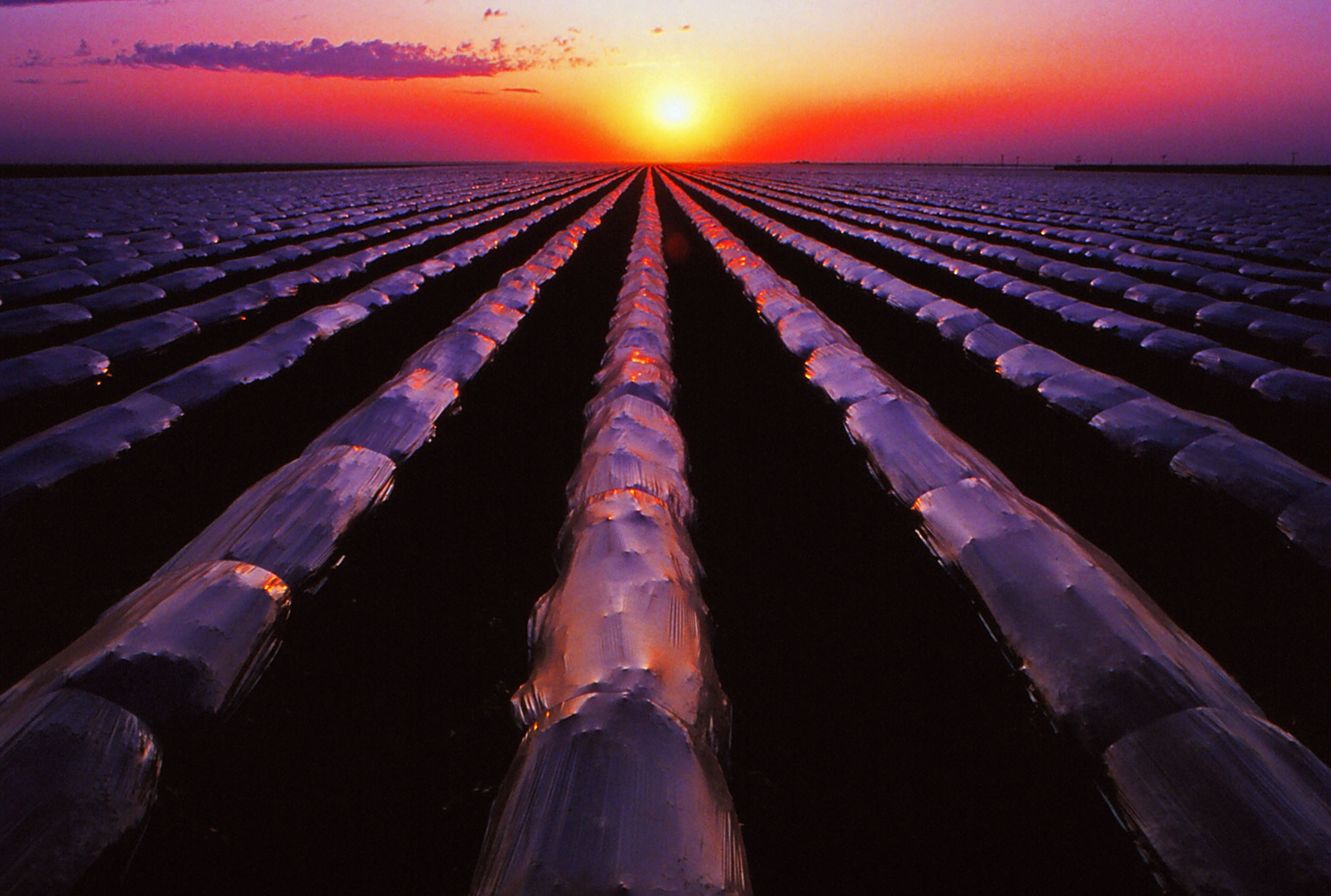 Table grape vineyards covered with plastic near Kerman, CA