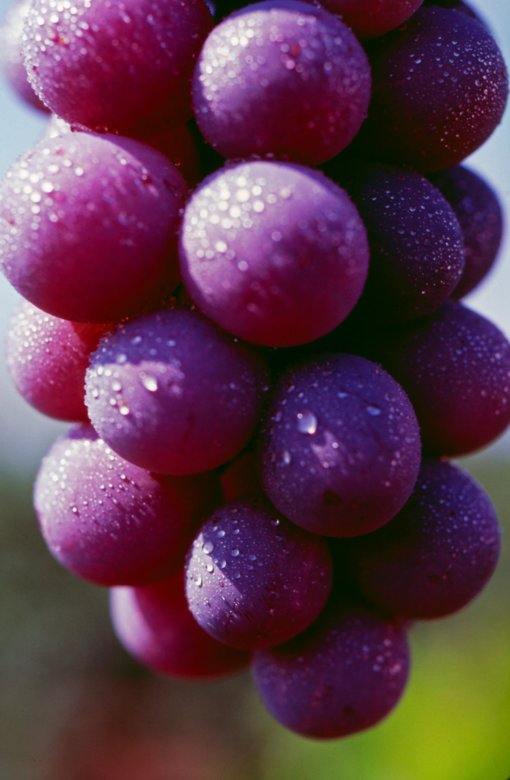 web_Grapes_Purple.jpg
