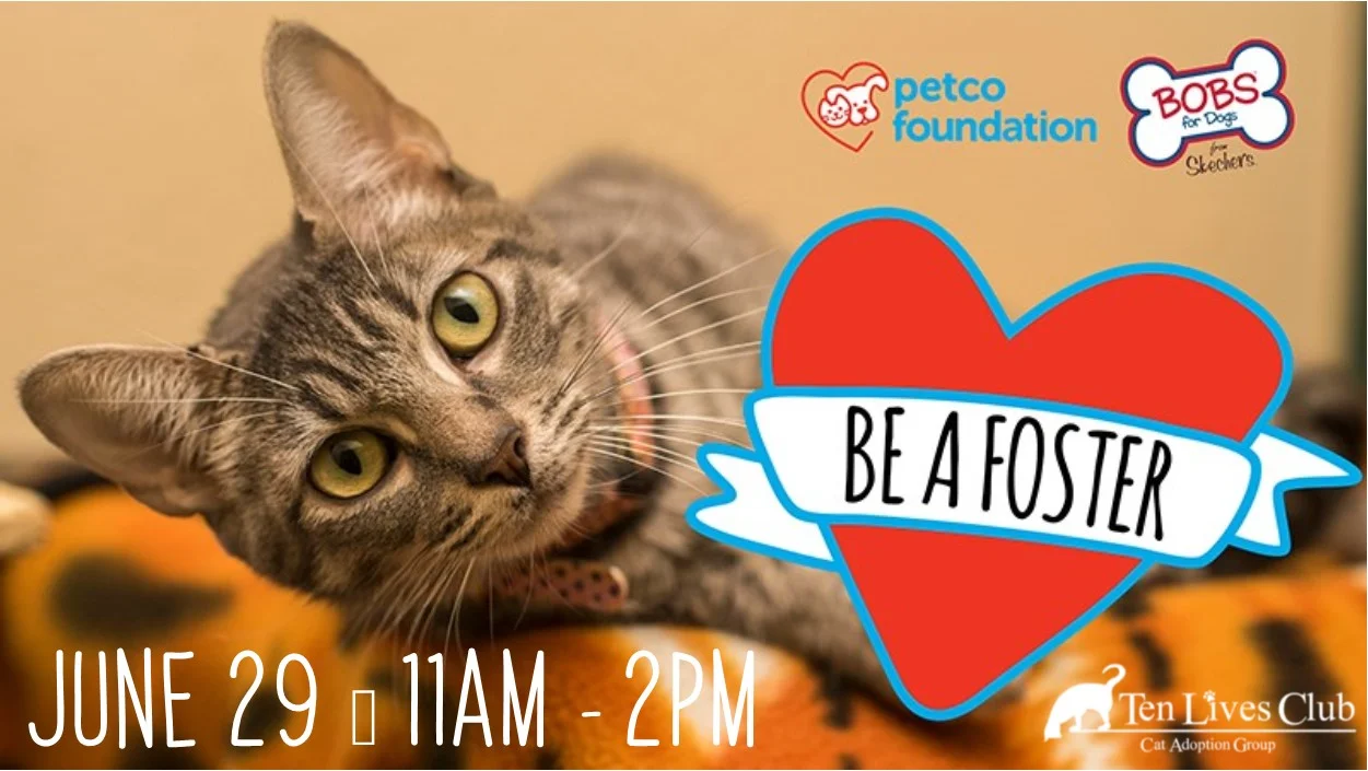 Petco Be a Foster Banner.jpg