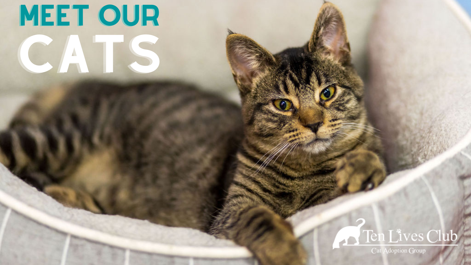 Meet Our Adoptable Cats!