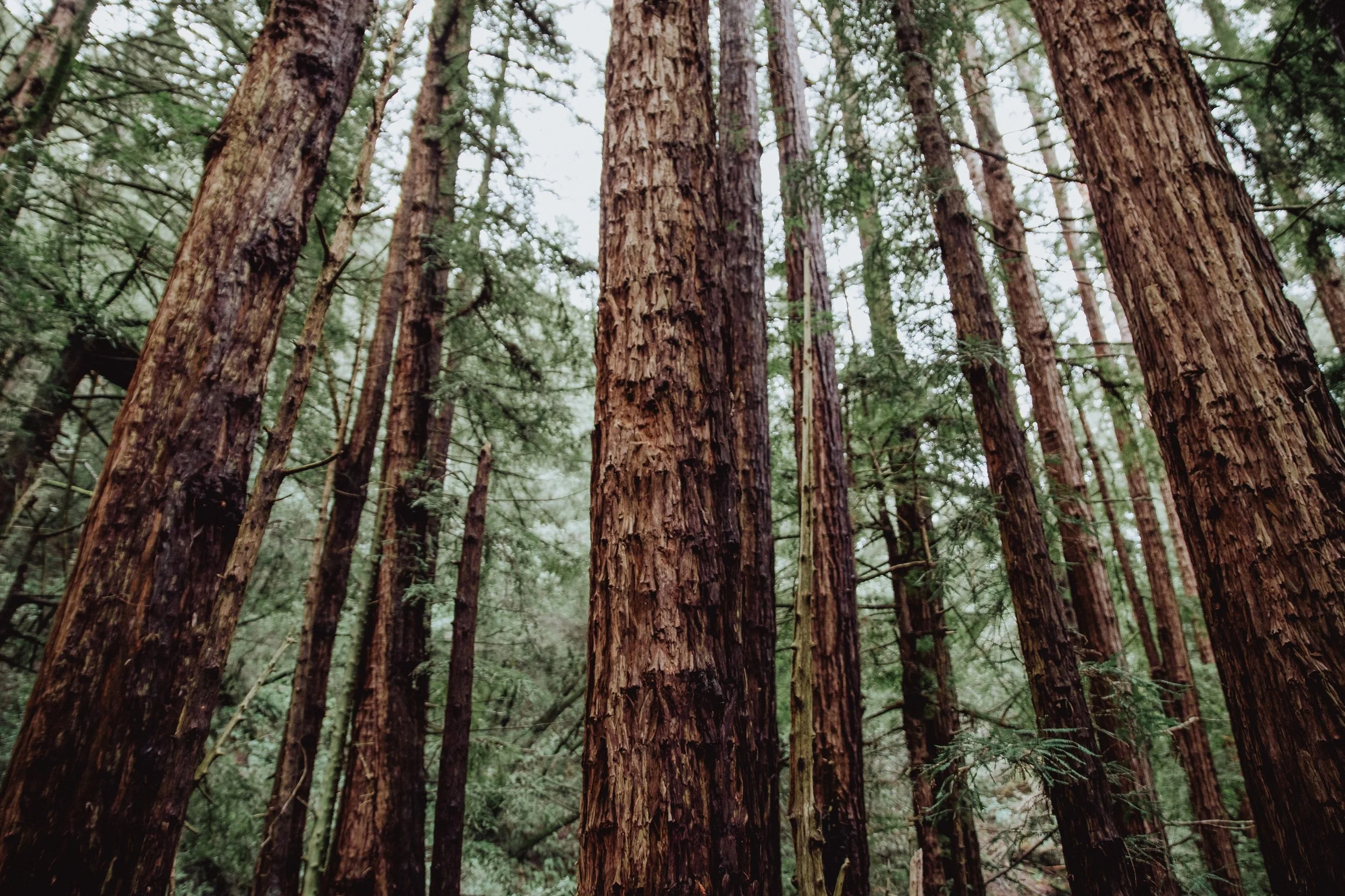 caleb-woods-618421-unsplash.jpg.jpeg