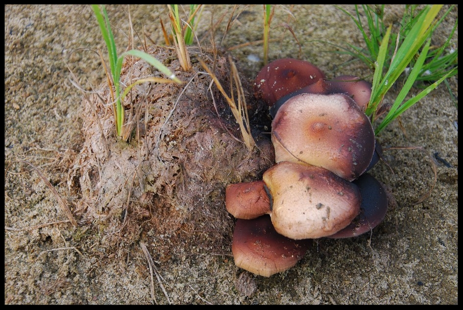 *Rhino poo-poo with a side of mushrooms.