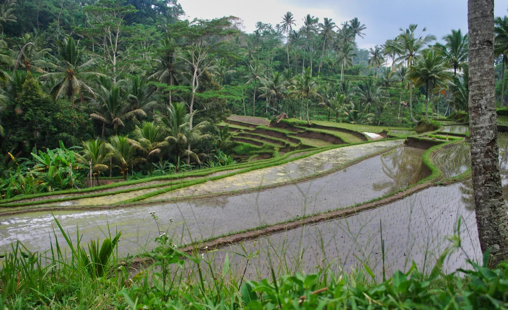 DSC_0388lum copy.jpeg