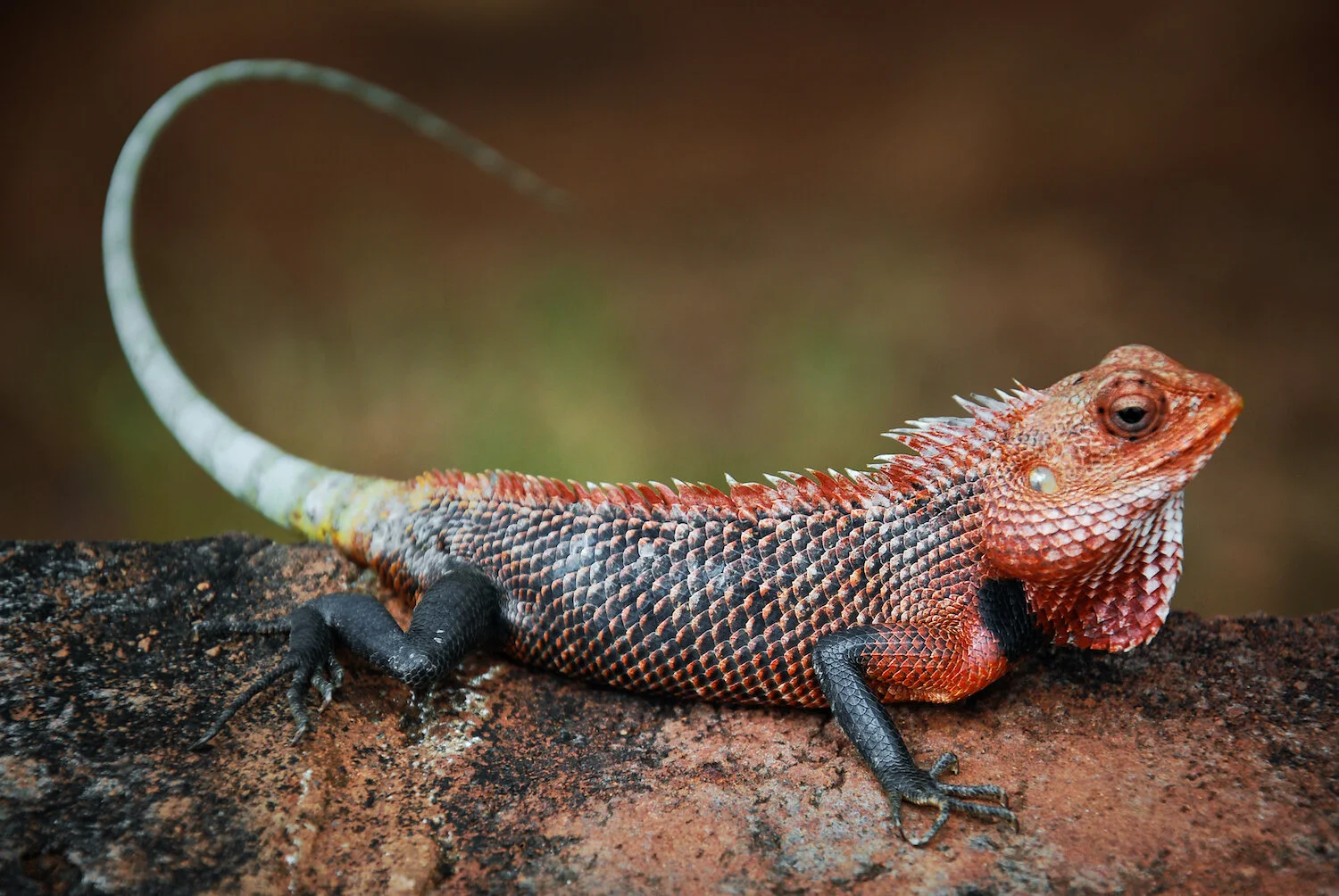 DSC_9028lum copy.jpeg