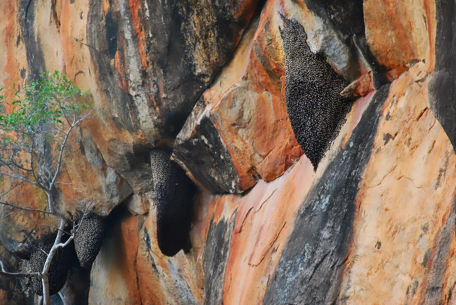 DSC_9022lum copy.jpeg