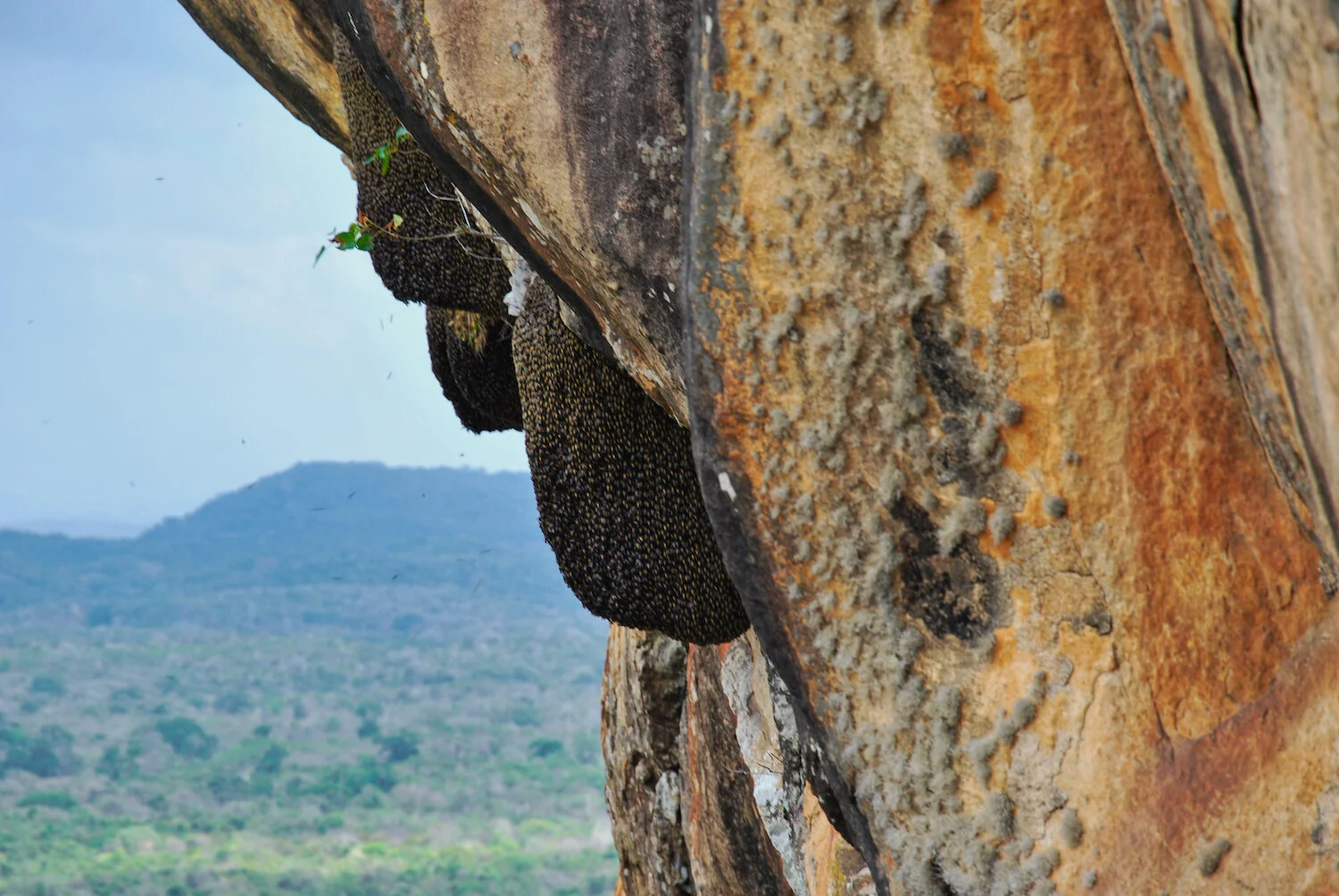 DSC_9082lum copy.jpeg