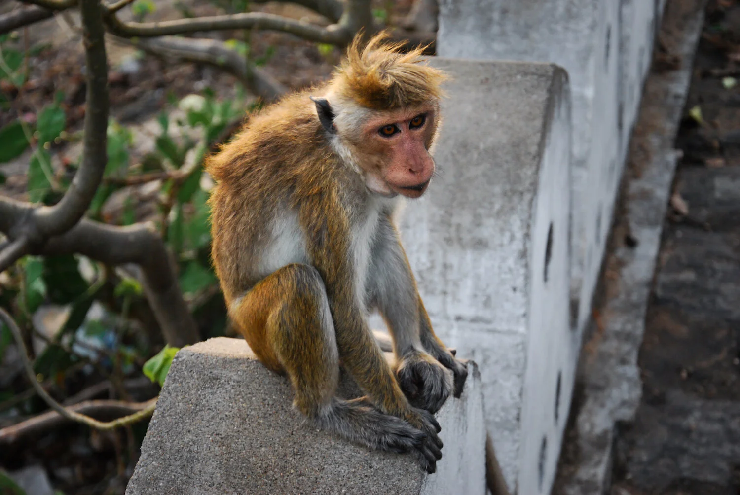 DSC_9161lum copy.jpeg