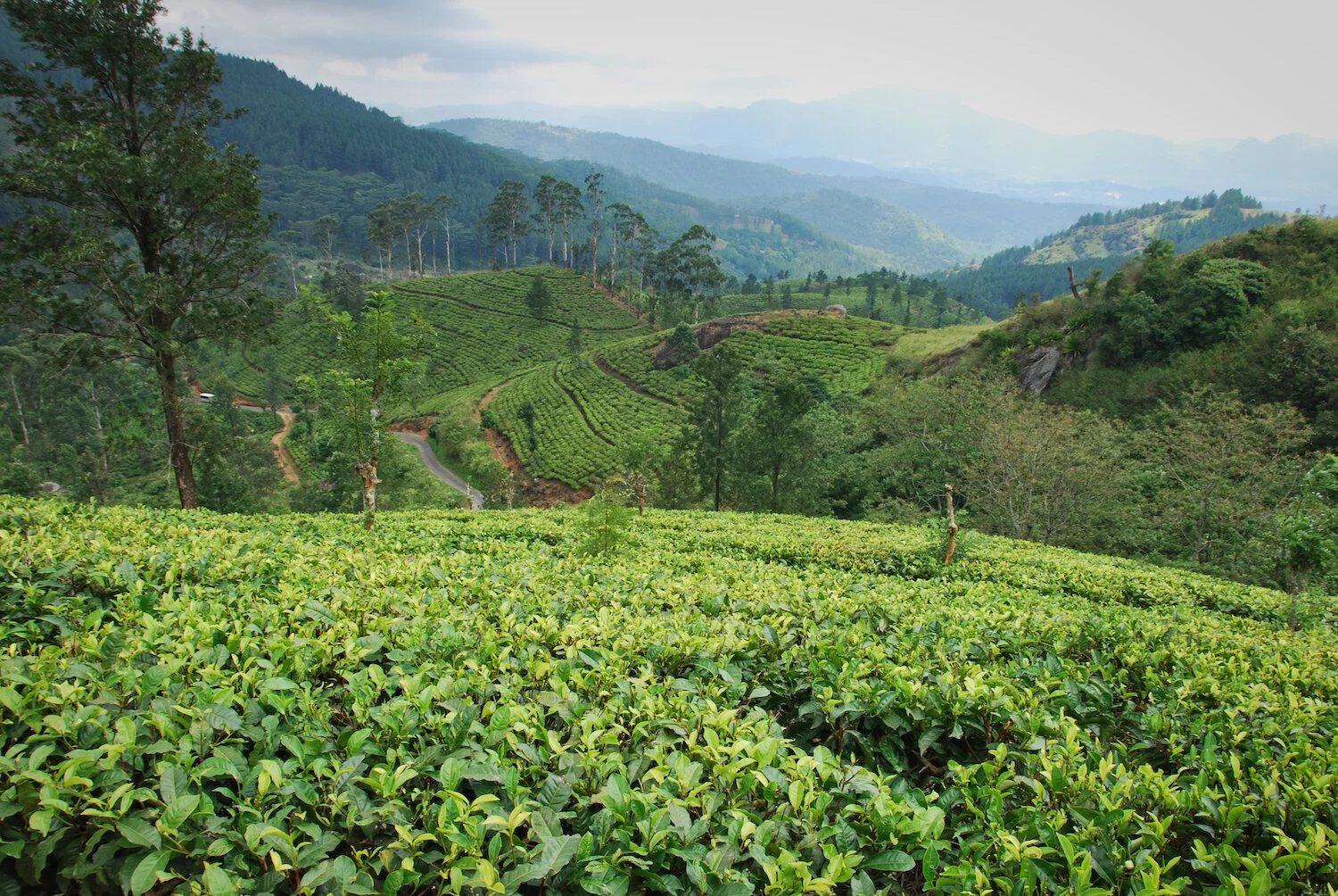 DSC_9210lum copy.jpeg