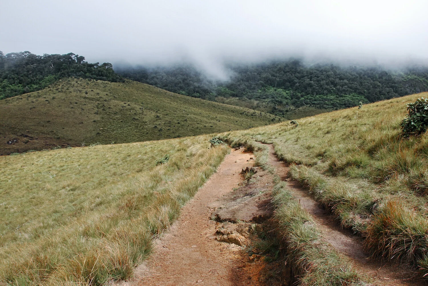 DSC_9289lum2redtrace copy.jpeg