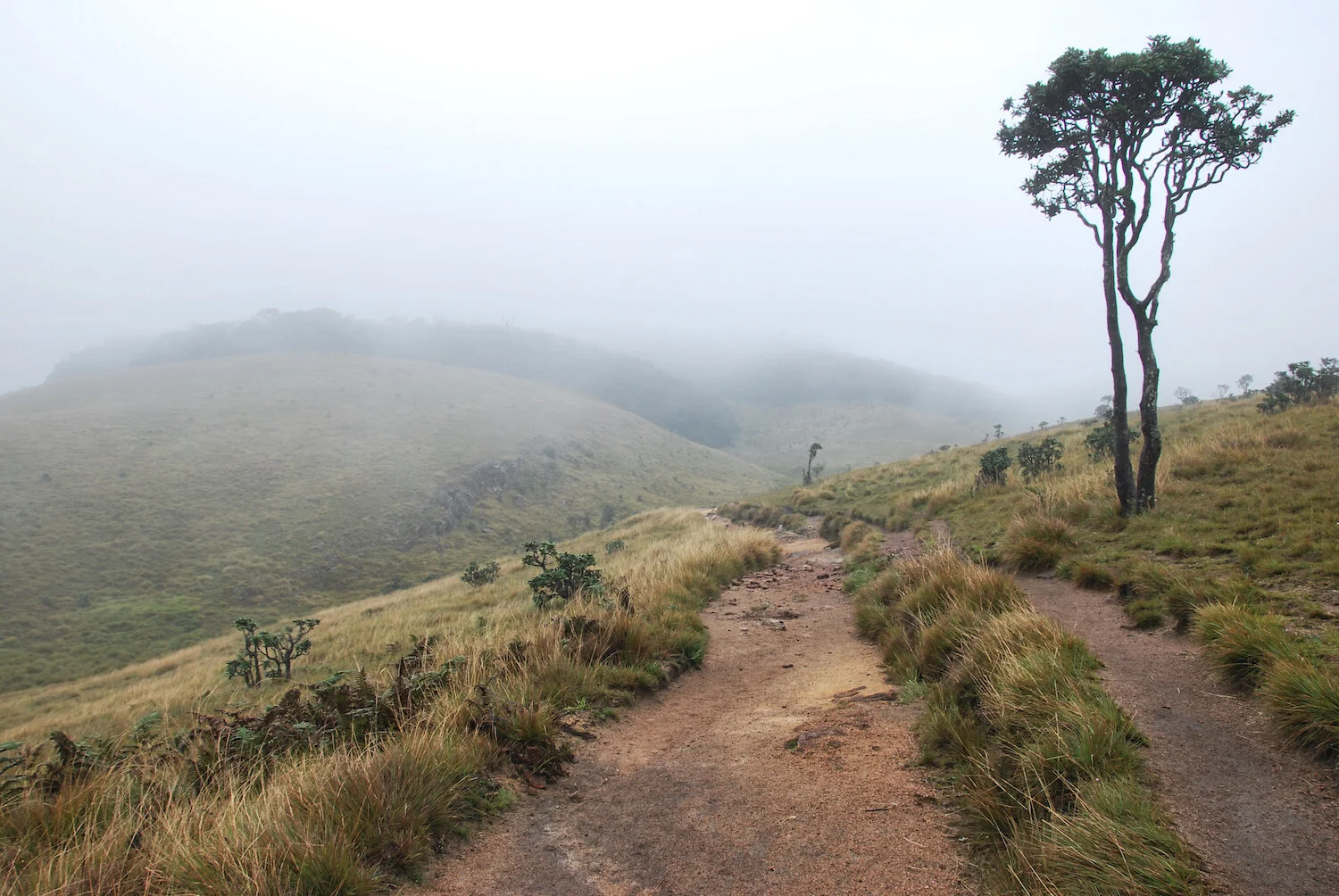 DSC_9288lum copy.jpeg