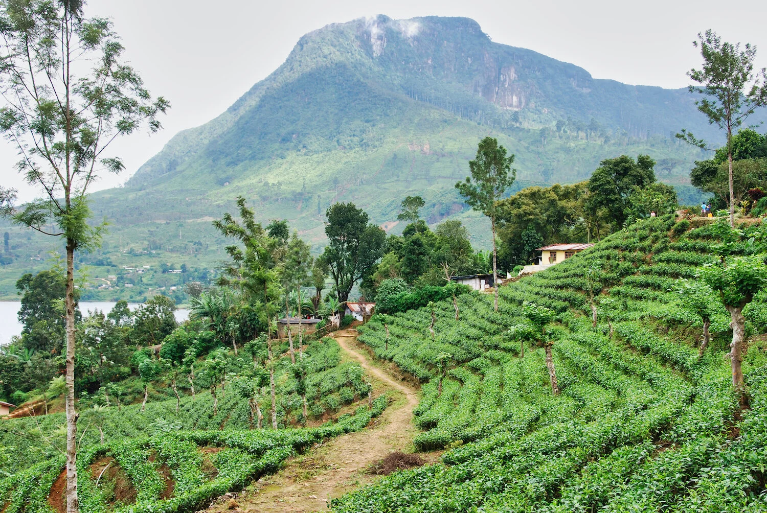 DSC_9343lum copy.jpeg