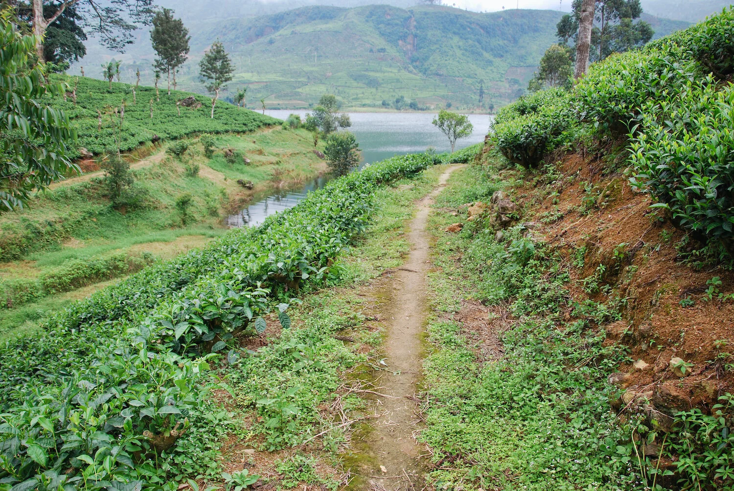 DSC_9367lum copy.jpeg