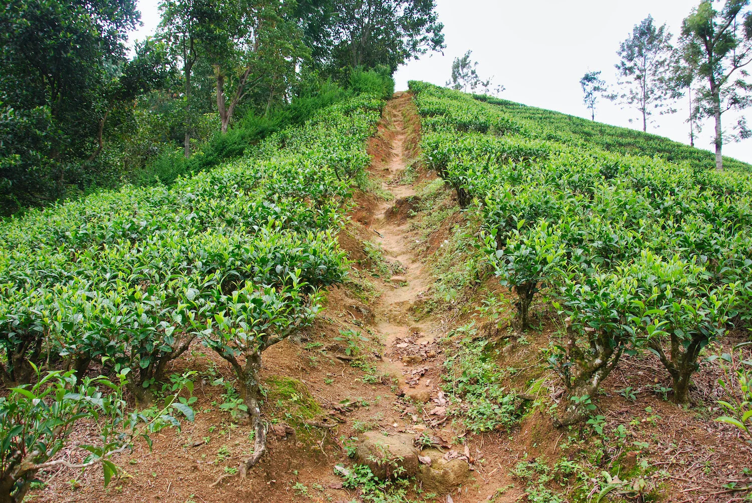 DSC_9373lum copy.jpeg