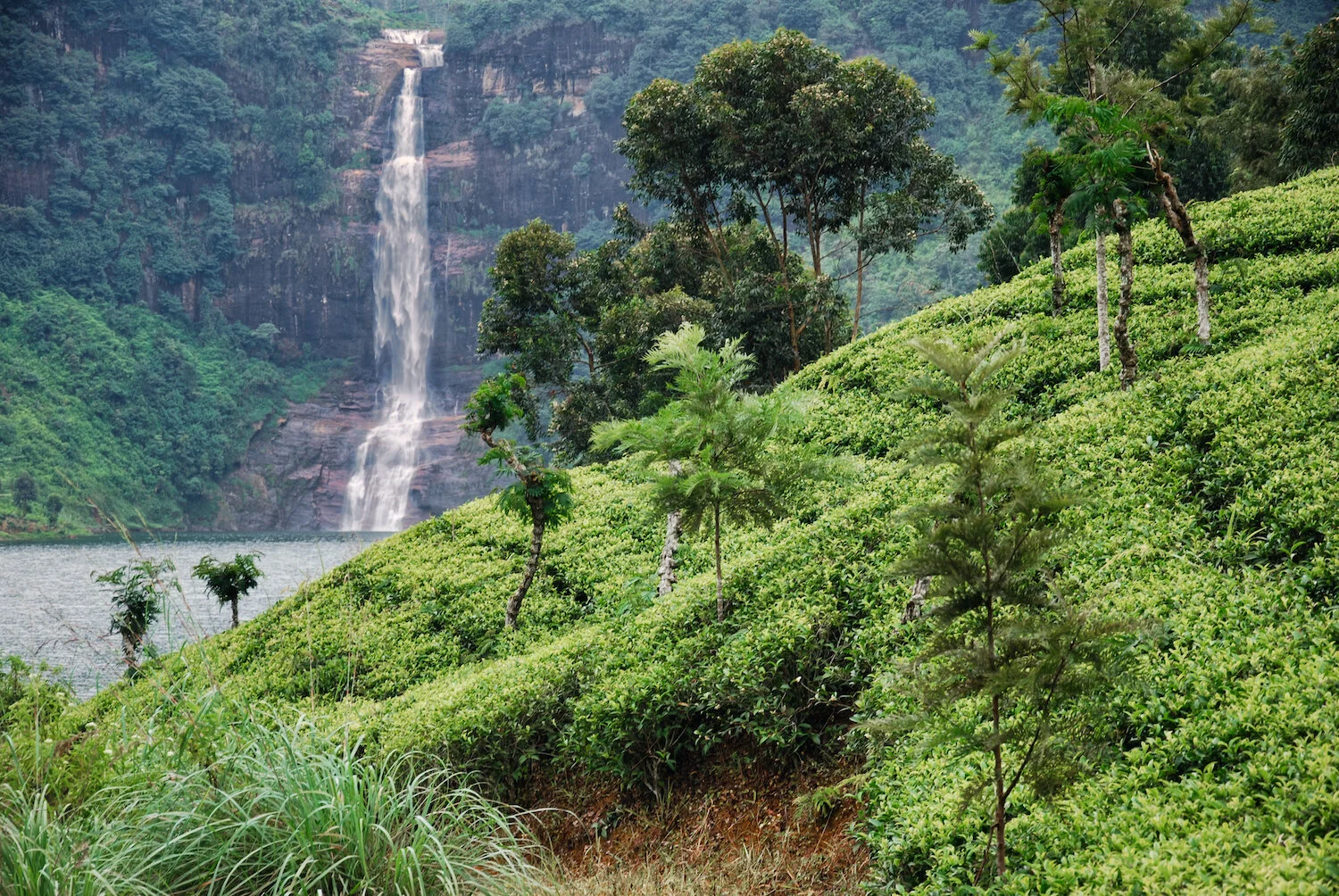 DSC_9374lum copy.jpeg