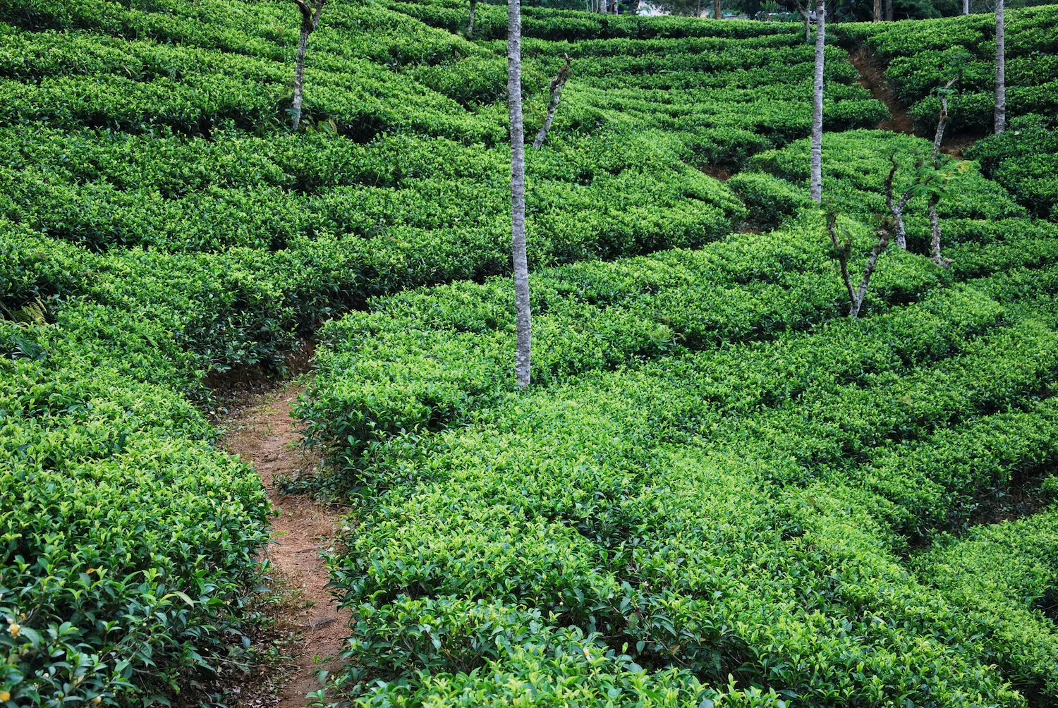 DSC_9393lum copy.jpeg