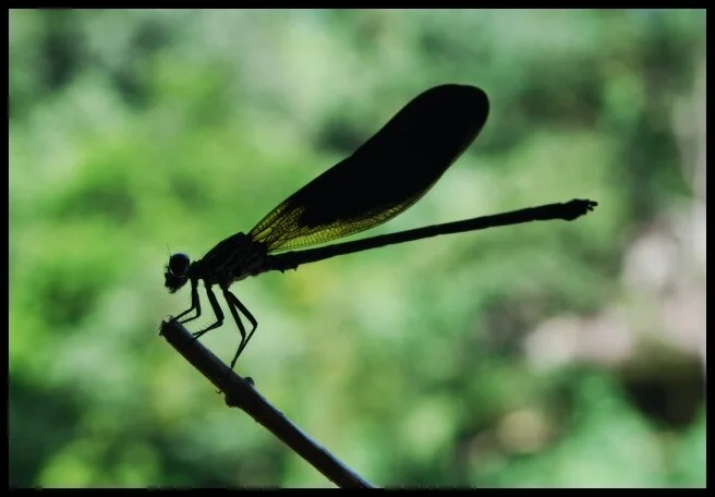 64 - Lounging Lawang (Bukit Lawang, Sumatra, Indonesia)