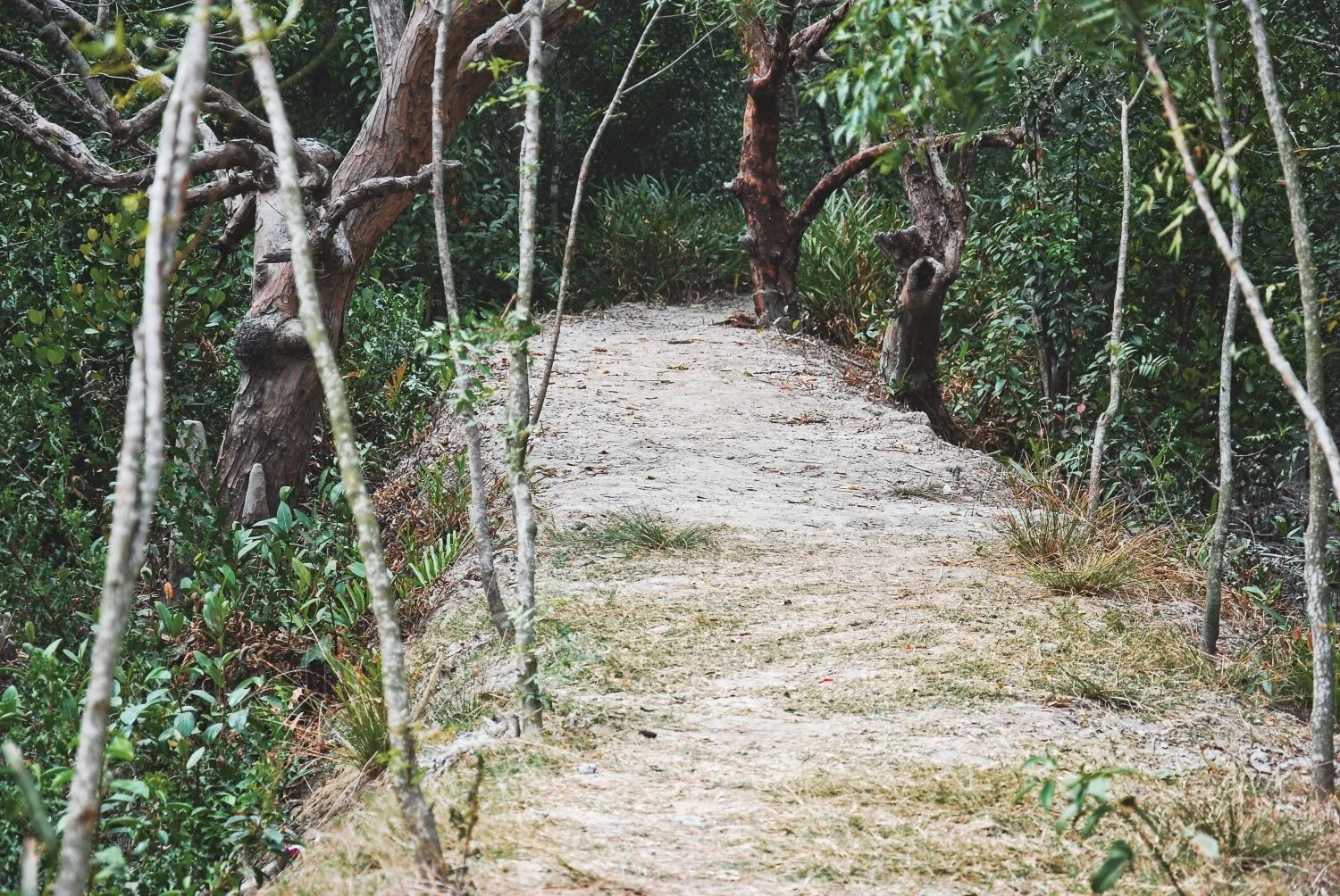 DSC_5821 copyLum.jpeg