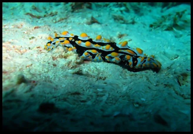 22 - Vortex to Vortex (Gili Trawangan, Lombok, Indonesia)