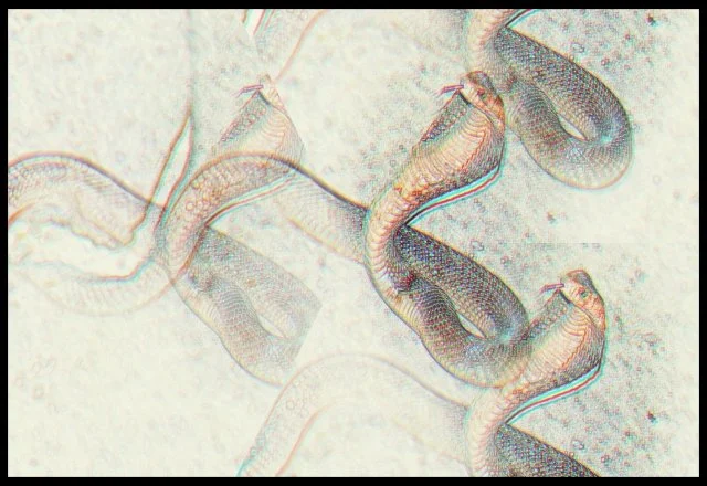 41 - Too Cool For Mas Mul? (Surakarta, Indonesia)