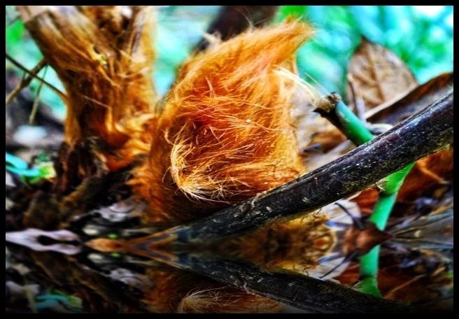 52 - Bukit Barisan Selatan National Park (Sumatra, Indonesia)