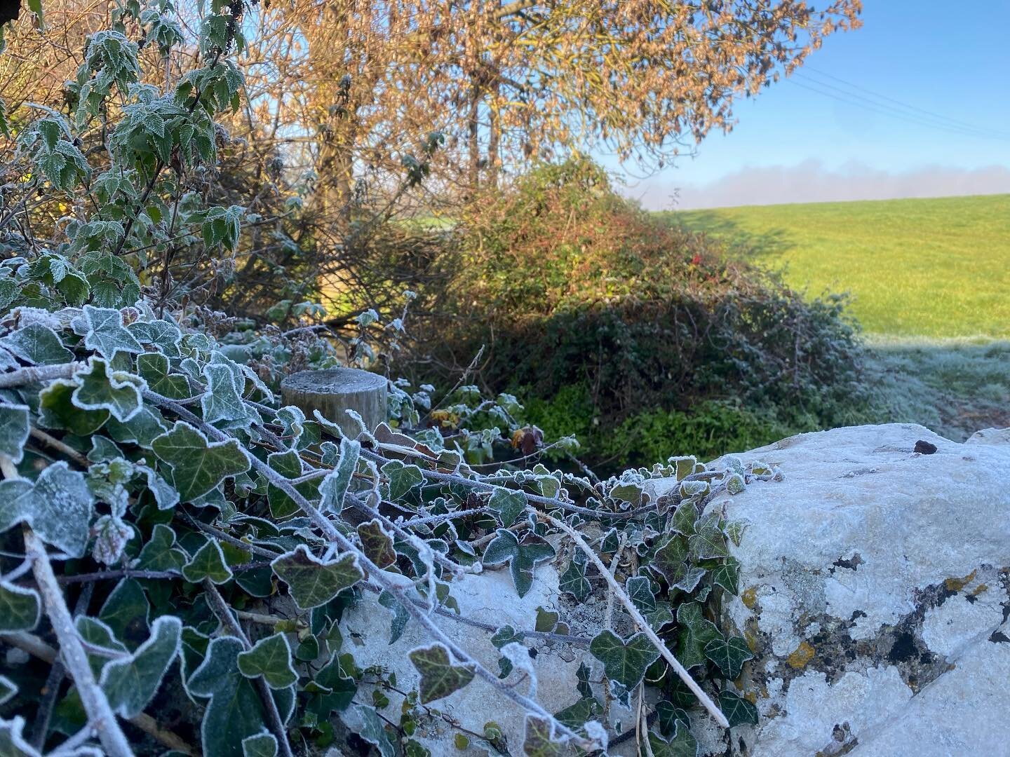 Frost is fascinating 

#frost #gettingcold #englandweather #sadiemustoe #cold