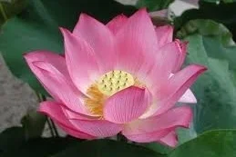 lotus.jpeg