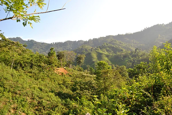 Coffee in Colombia: A Visit to Sierra Nevada De Santa Marta