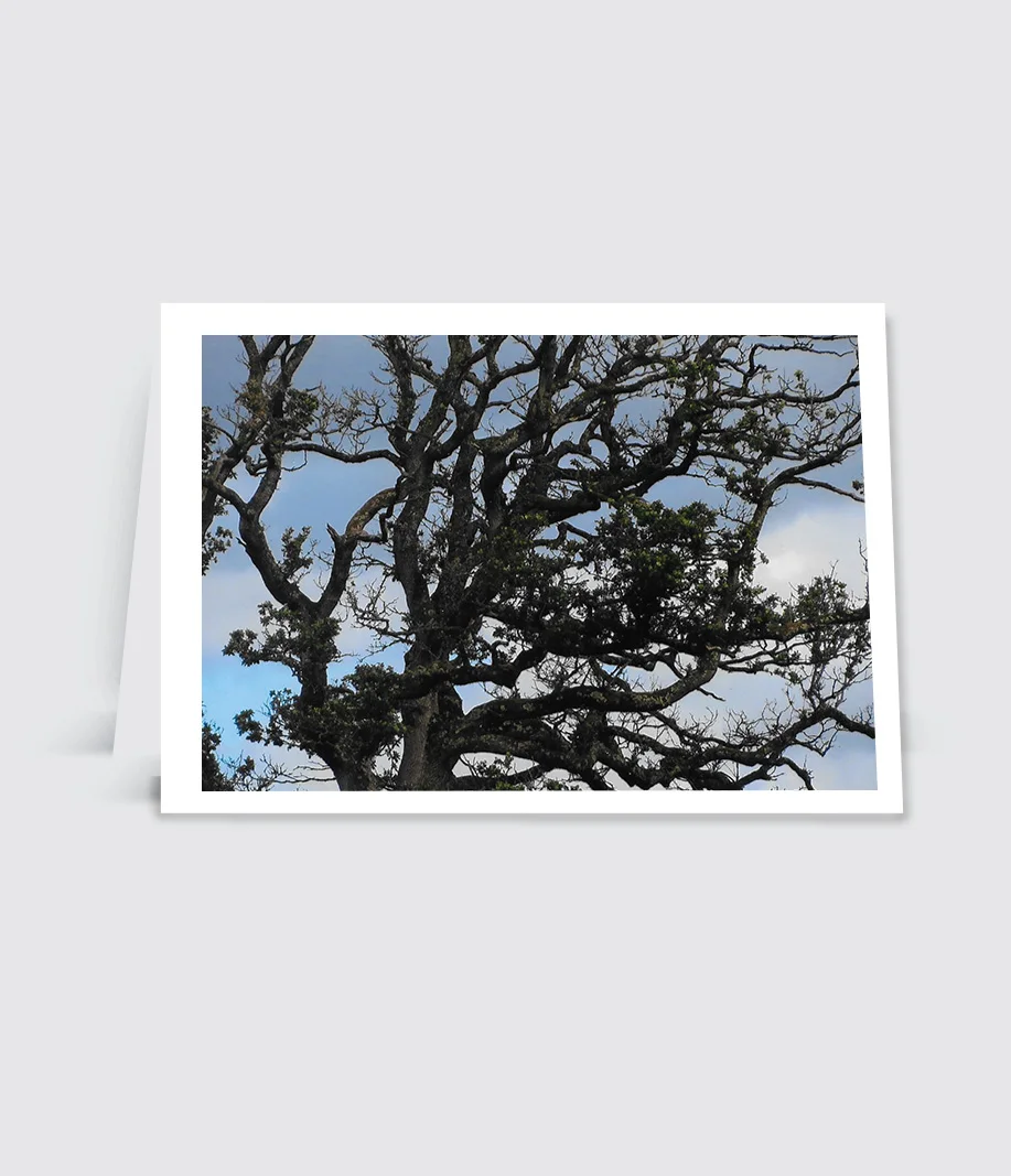 NC121-TreeBranches.jpg