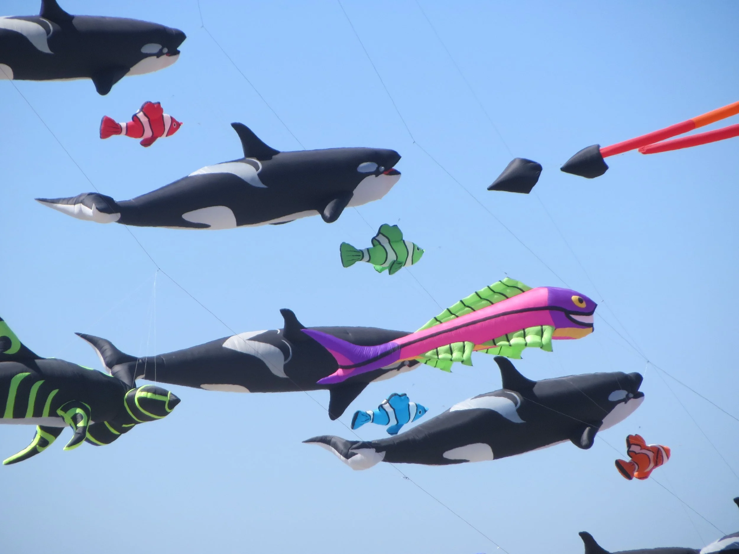 Sea Life 4 (Photograph, for card)