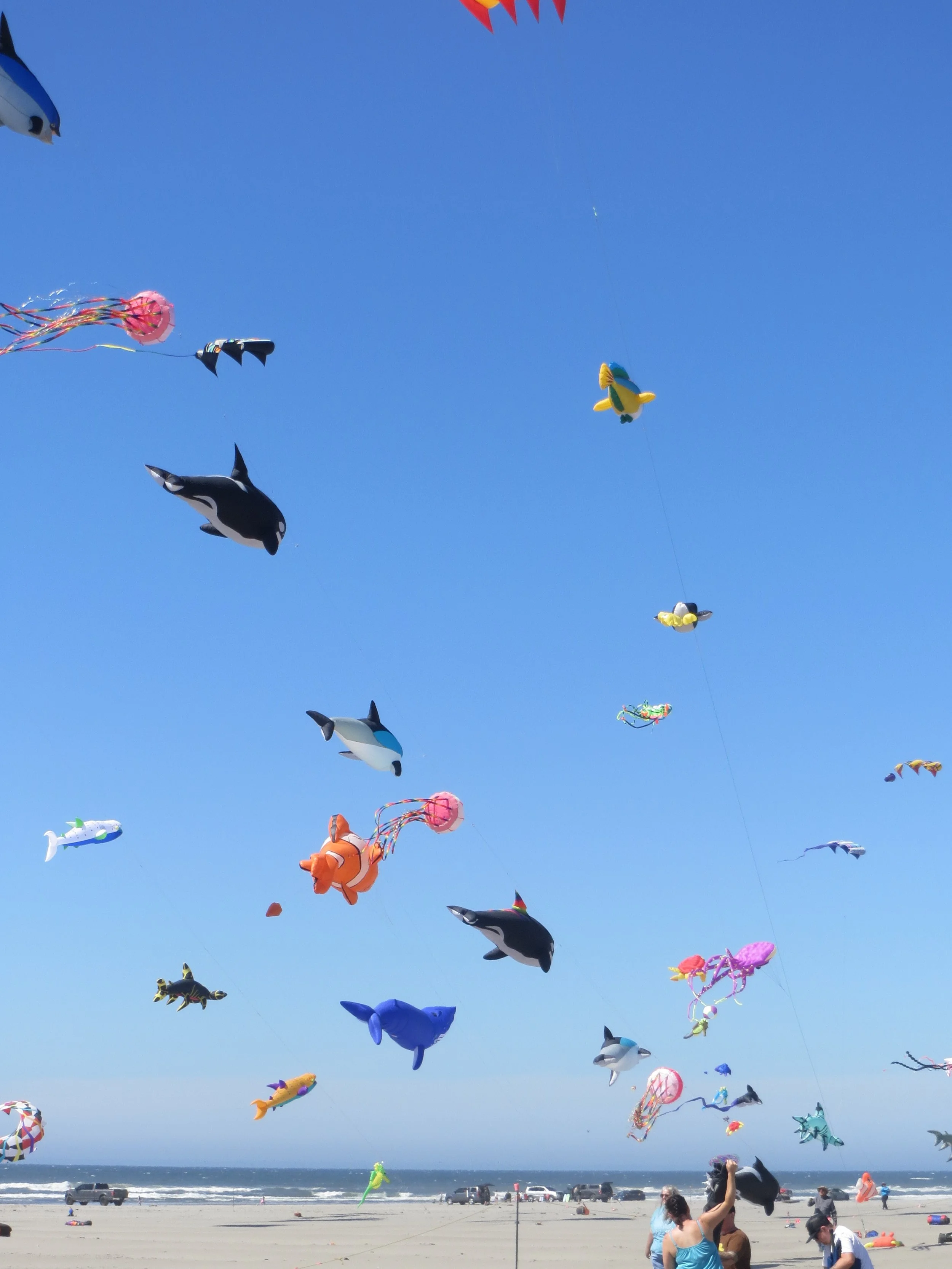 Sea Creatures Medley