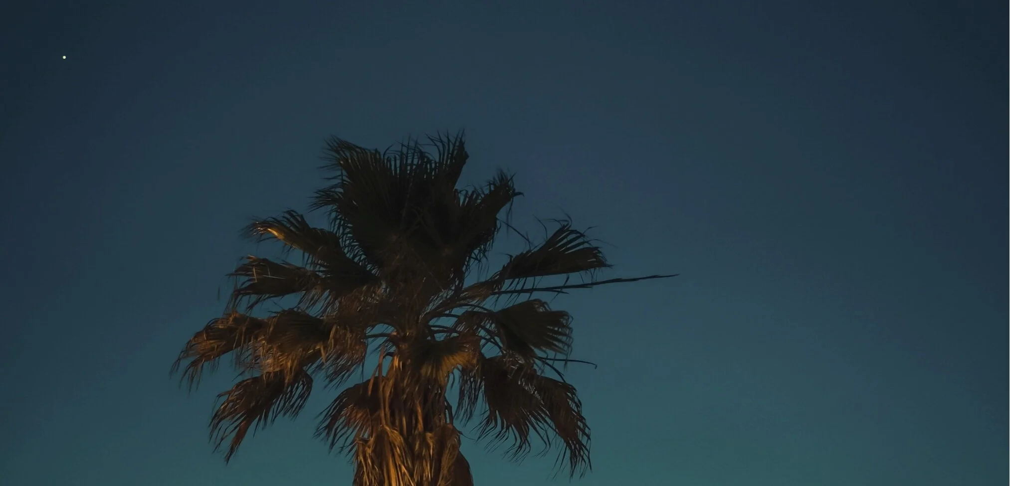 Blue+Palm.jpg