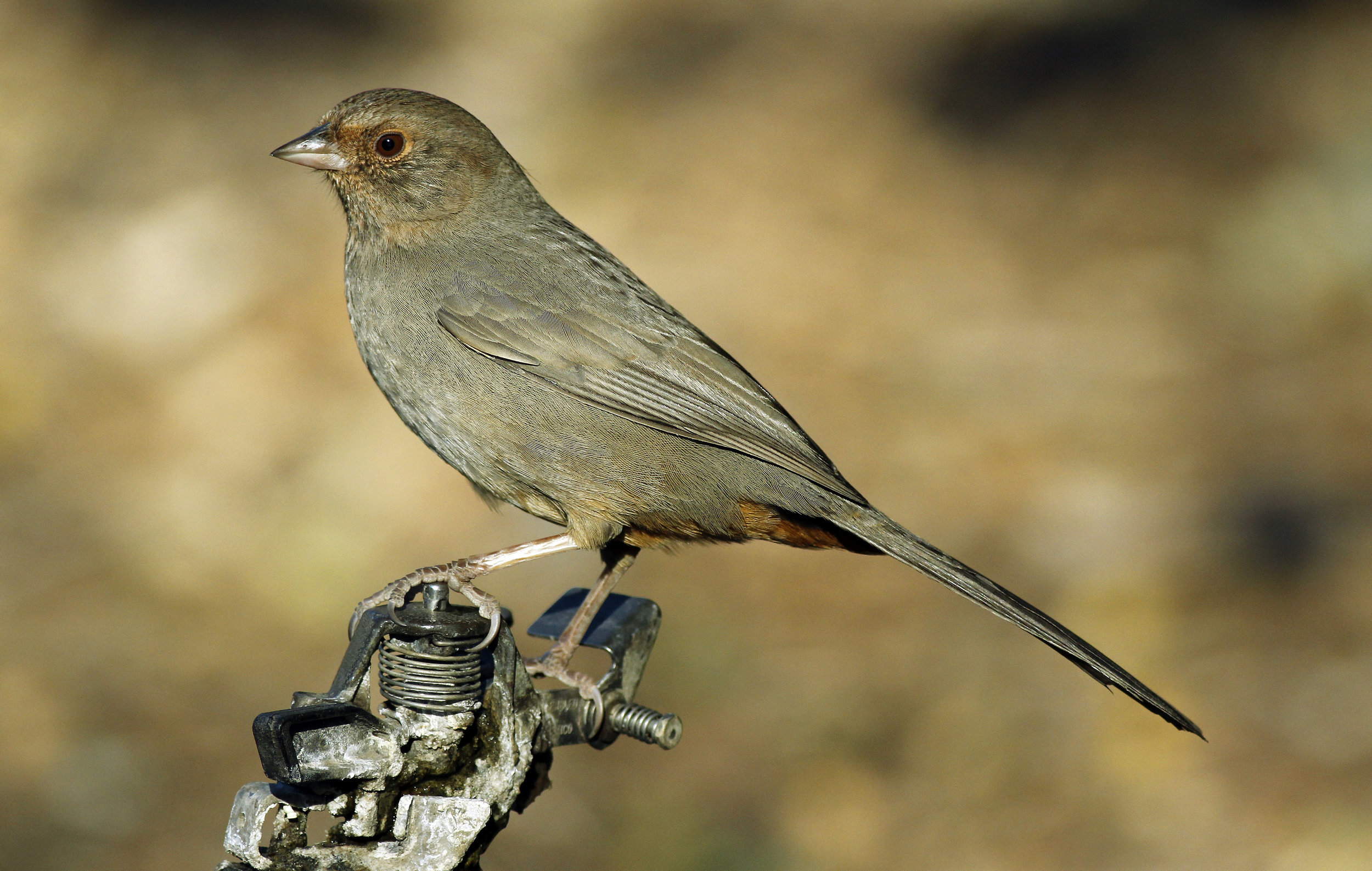 Brown Bird 1.jpg