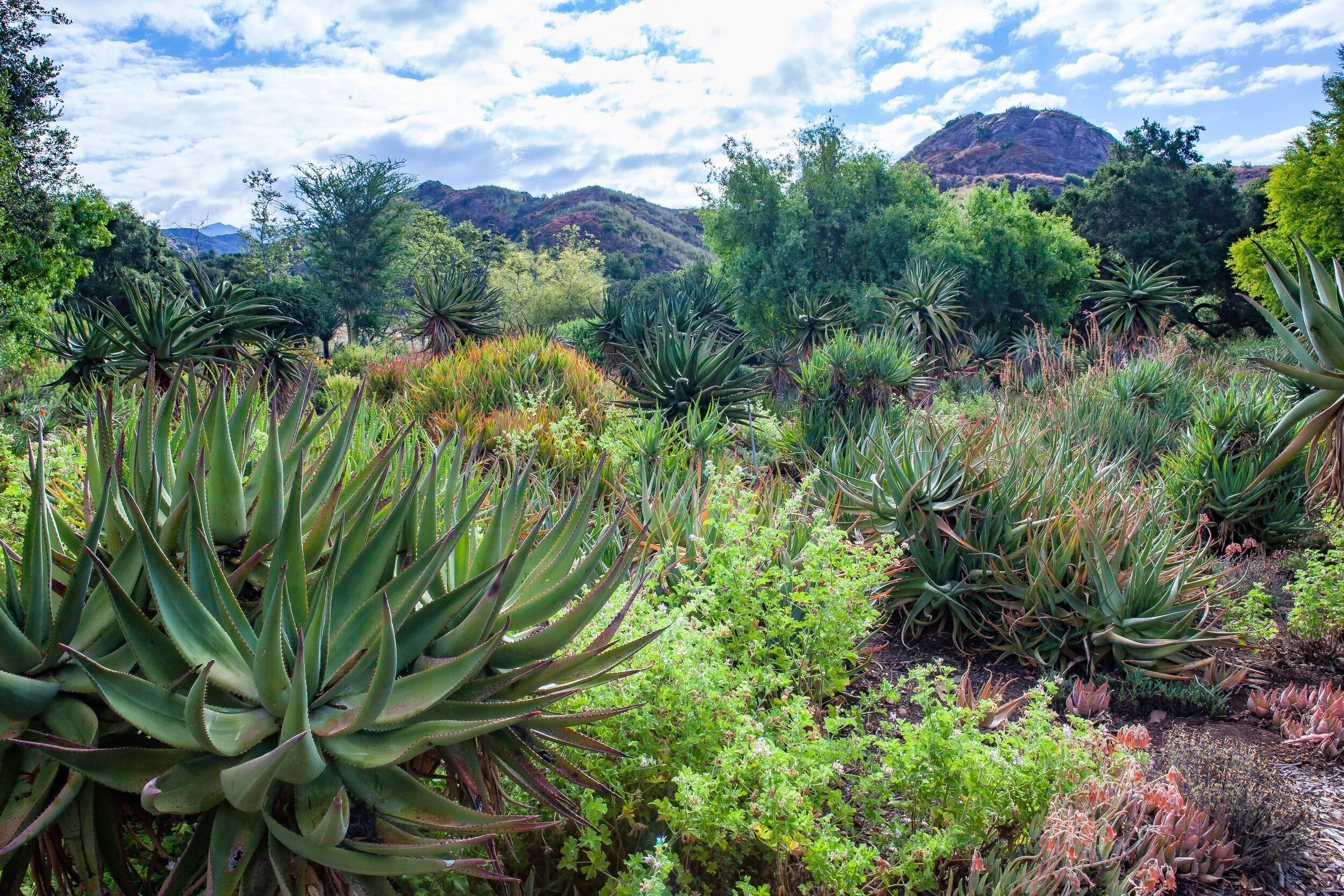 South African Garden - 2500 x 1667.jpg