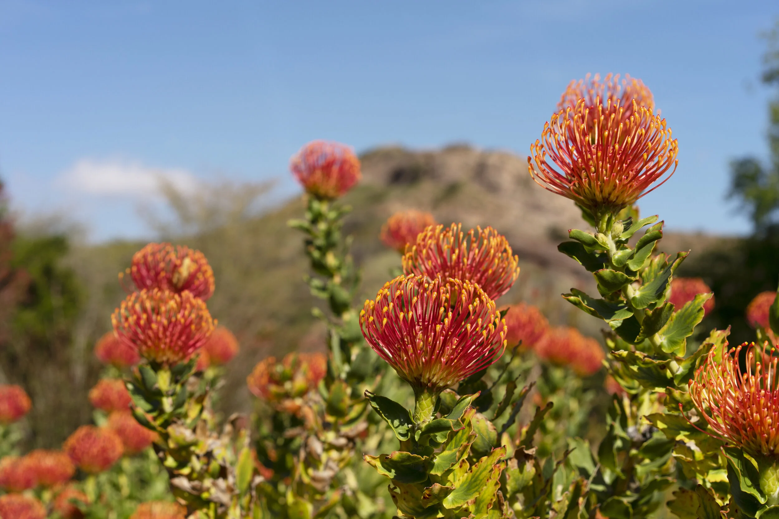 Leucospermum - 6000 x 4000.jpg