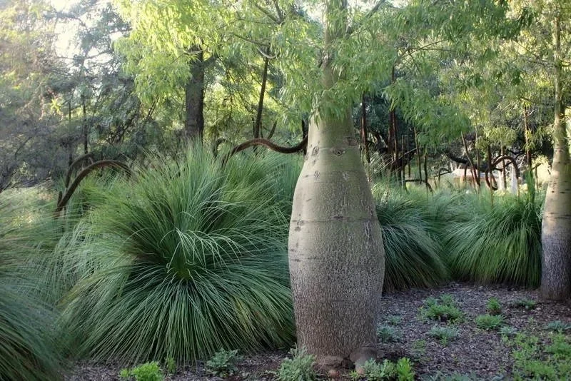 Summer Solstice Walkabout