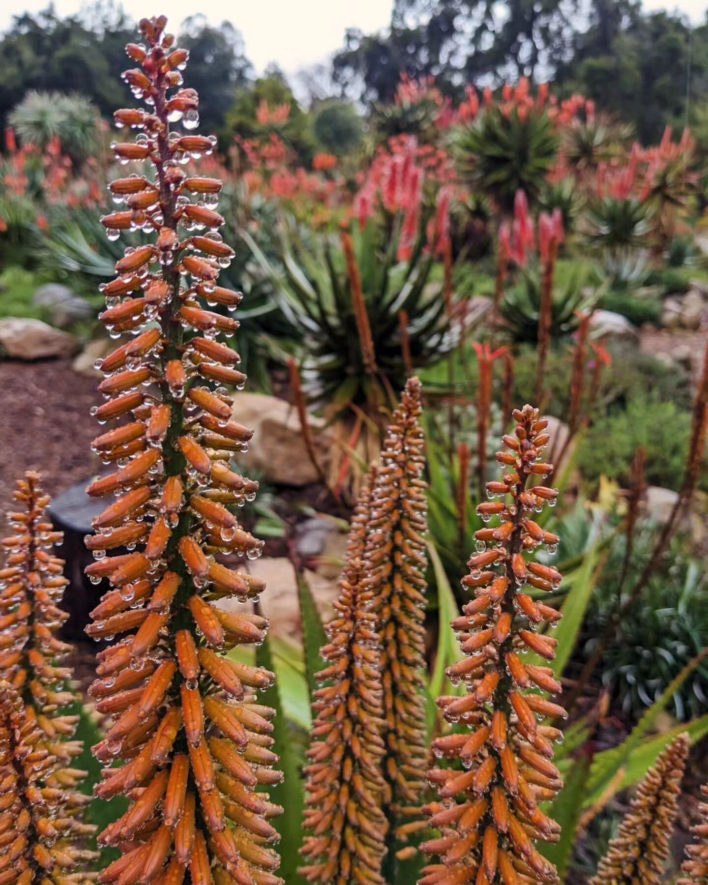 We're back open this week! Another storm is on its way this weekend, but in the meantime, we've got beautiful weather so come see us while the sun is shining! Remember to use coupon code: ALOE2024 for 50% off your Self-Guided Visit through February. 