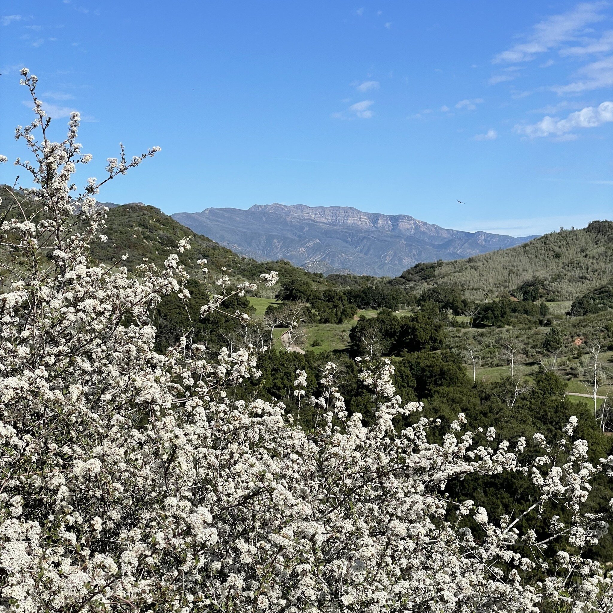 The grass is green, the flowers are blooming and March guided event tickets are up on our website! Go to www.TaftGardens.org/Events to get your tickets for our guided event offerings for the month of March. 

Pictured here, a blooming ceanothus with 