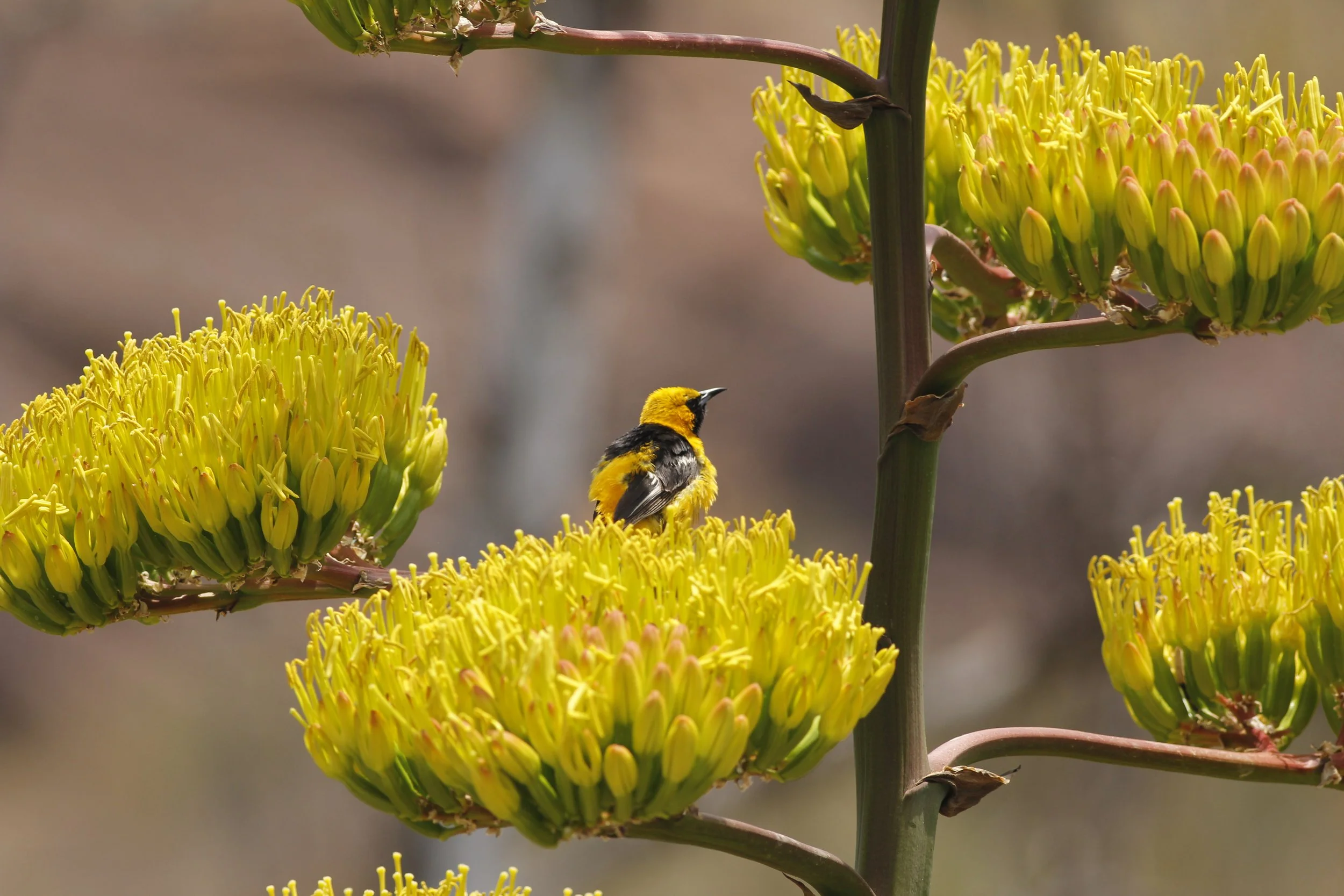 Intro to Birding - Botanical Garden