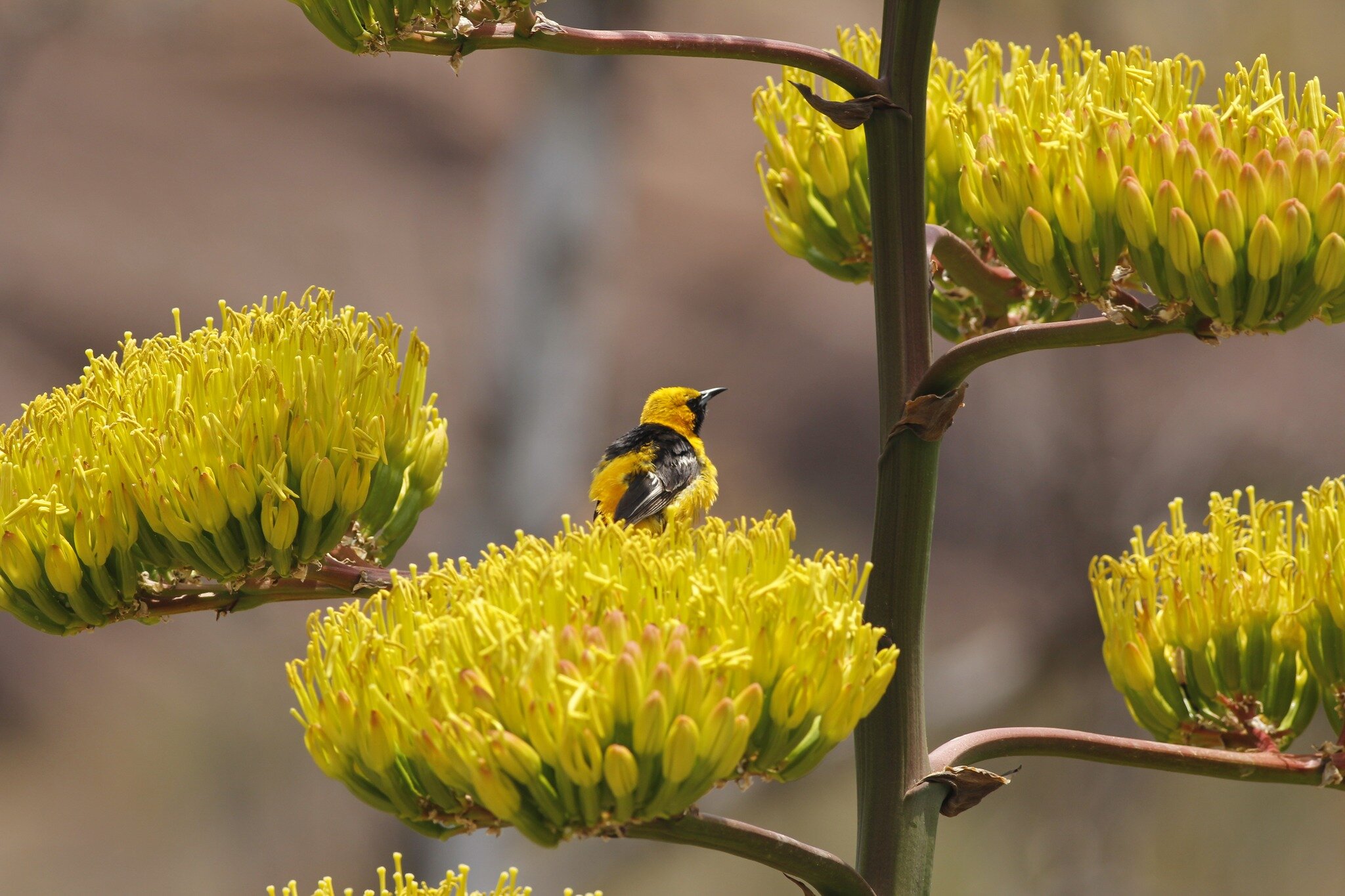 New Event Alert! Join us for our newest event offering, Intro to Birding guided by local avian biologist Peter Larramendy! We kick off this new event with two opportunities to attend: April 6th in the Taft Nature Preserve and April 13th in the Botani