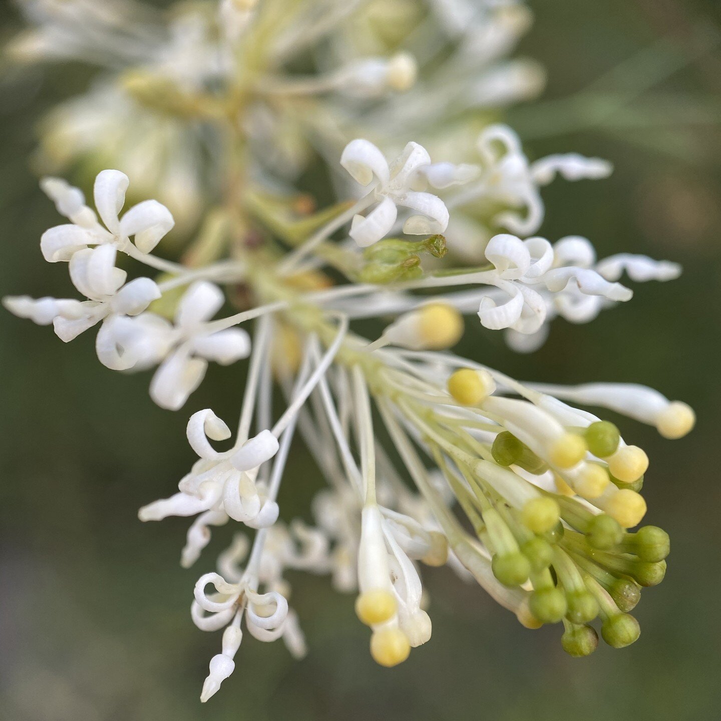 This flora wonder is 'Hakea lissocarpha,' commonly known as 'Honey Bush' or 'Duck and Drake Hakea.' It has thick, prickly foliage and tiny white flowers that curl backward at four points. You can't miss this bush when you visit Taft Gardens because y