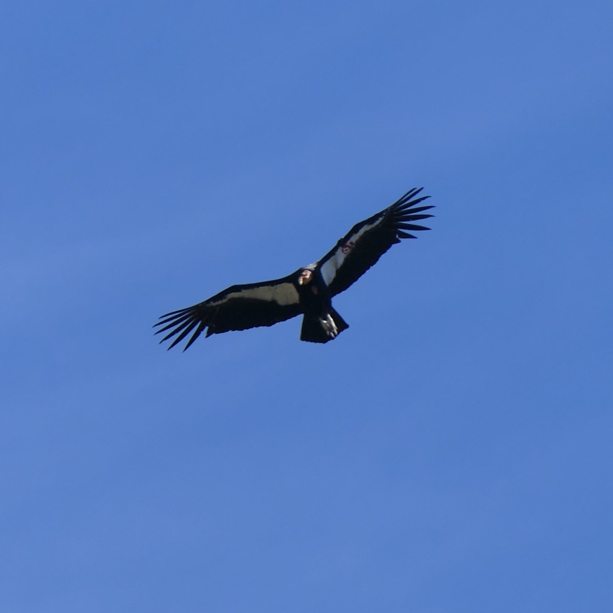 Condors were spotted at Taft Gardens! Witnessing a group of condors passing over Taft Gardens &amp; Nature Preserve last month was exhilarating. And it was special for our friend @lisafimiani to document this momentous occasion as we prepare for Taft