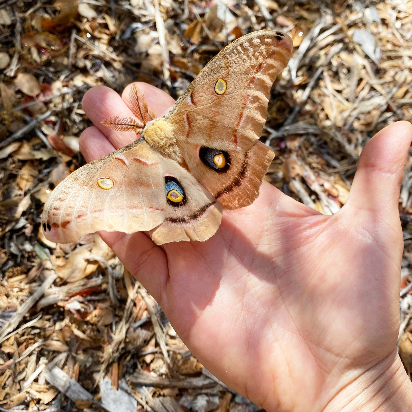 You never know who you will meet at Taft Gardens!

Fully formed adult Polyphemus moths do not eat or drink and, therefore, have a remarkably short lifespan of less than a week. Their entire life cycle, which includes 10 days as an egg, five or six we