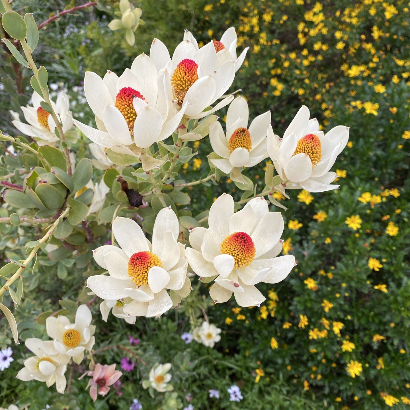 The Pom Pom Flame Tips are in full bloom at Taft Gardens!

In the Proteas family, this variety of Leucadendron is a showstopper as it does something extraordinary in the Springtime. Its blue-green bracts turn ivory and sprout an egg-shaped center wit