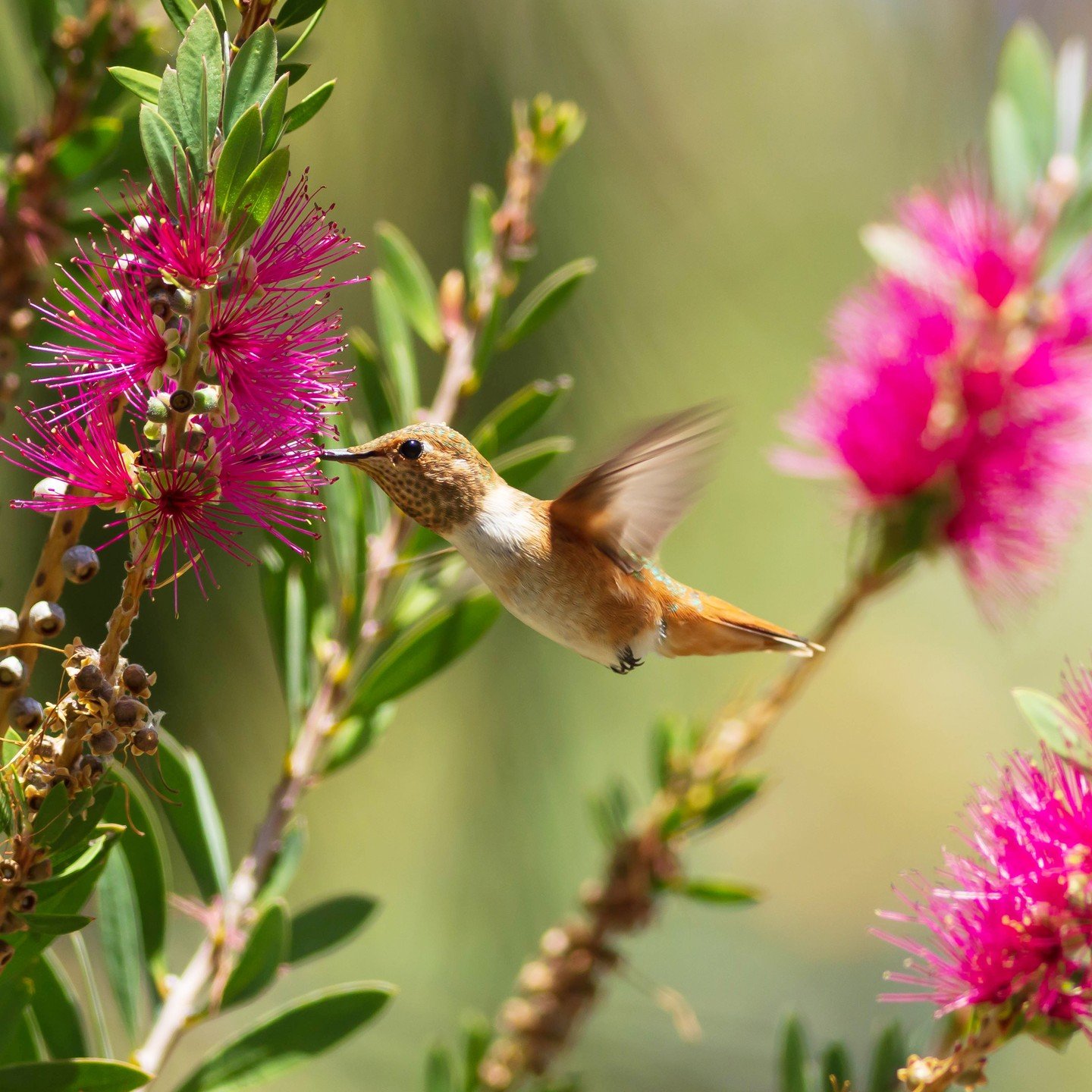 Shout out to Alexandra Nicklen, our garden coordinator, plant expert, and badass photographer, who captured these busy hummingbirds gathering nectar from the bottlebrush trees in our Australian Garden.

Bottlebrush is a garden staple in California bu