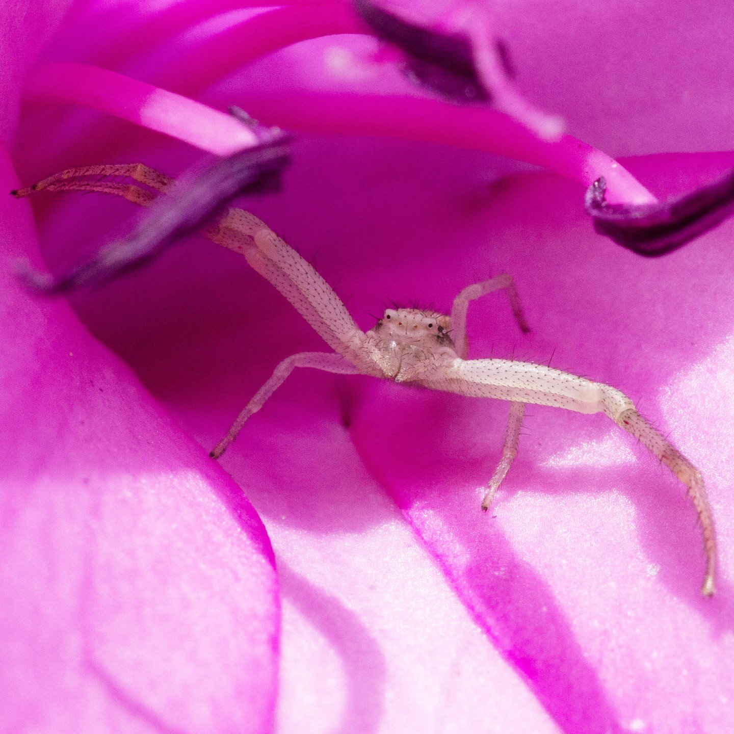 The Watsonia bulbs are in bloom at Taft Gardens, and this Flower Crab Spider is loving it! 

Watsonia is a genus of plants in the family Iridaceae, subfamily Crocoideae. Watsonias are native to South Africa and are named after Sir William Watson, an 