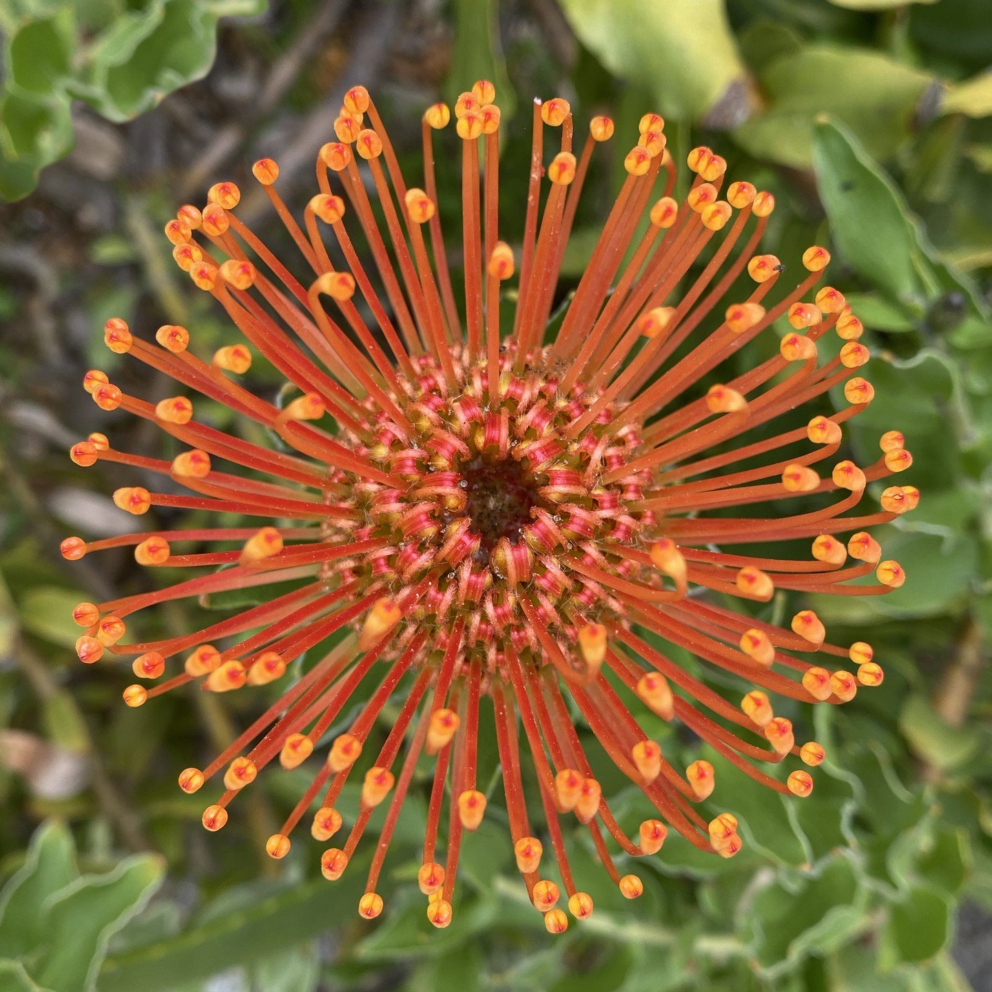 Leucospermum cordifolium, or 'Flame Giant,' is a Pincushion flower in the Protea family that graces Taft Gardens in the Spring. Its large, showy blooms are remarkably plastic-like to the touch. And like many flower centers, seed heads, and pinecones,