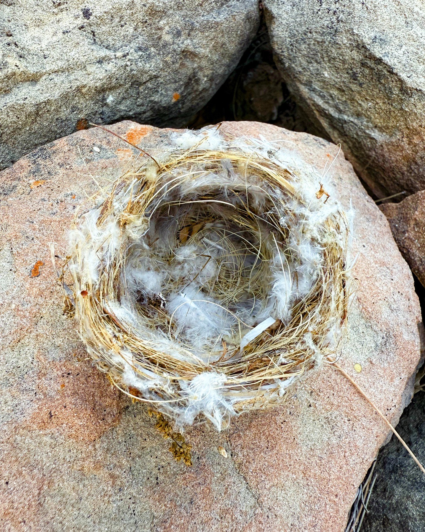 Taft Gardens has many unexpected gifts! This week's surprise was a delicate little goldfinch nest, made of what appears to be agave fibers and the softest of feathers, discovered on the ground near the kiosks. Have you ever found a nest in a magical 